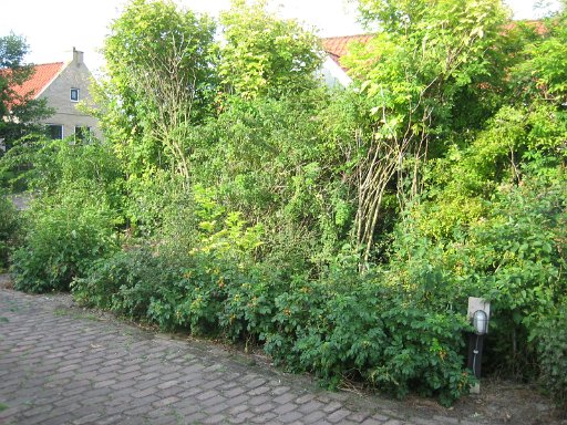 365.JPG - Heg aan de straatkant