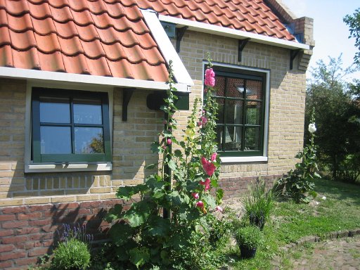 481.JPG - Stokroos rose